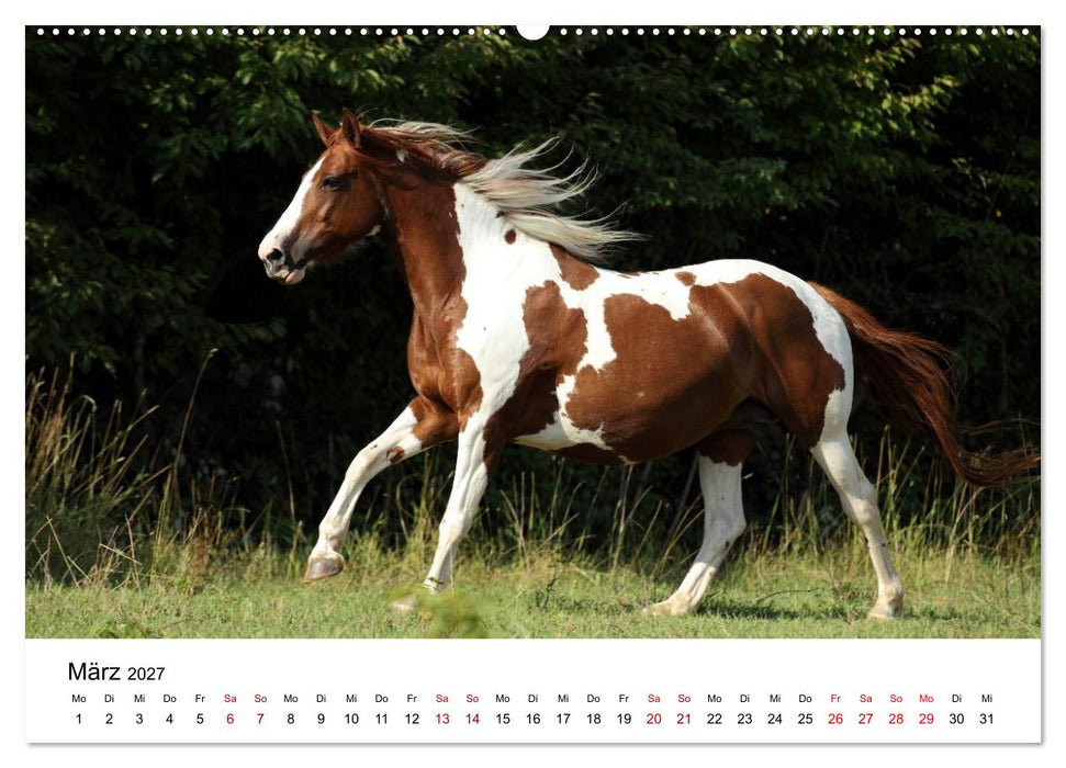 Pferde - im Galopp durch's Jahr 2027 (CALVENDO Wandkalender 2027)