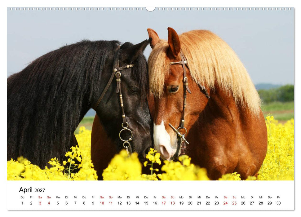 Pferde - im Galopp durch's Jahr 2027 (CALVENDO Wandkalender 2027)