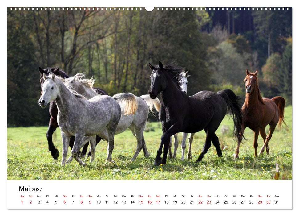 Pferde - im Galopp durch's Jahr 2027 (CALVENDO Wandkalender 2027)