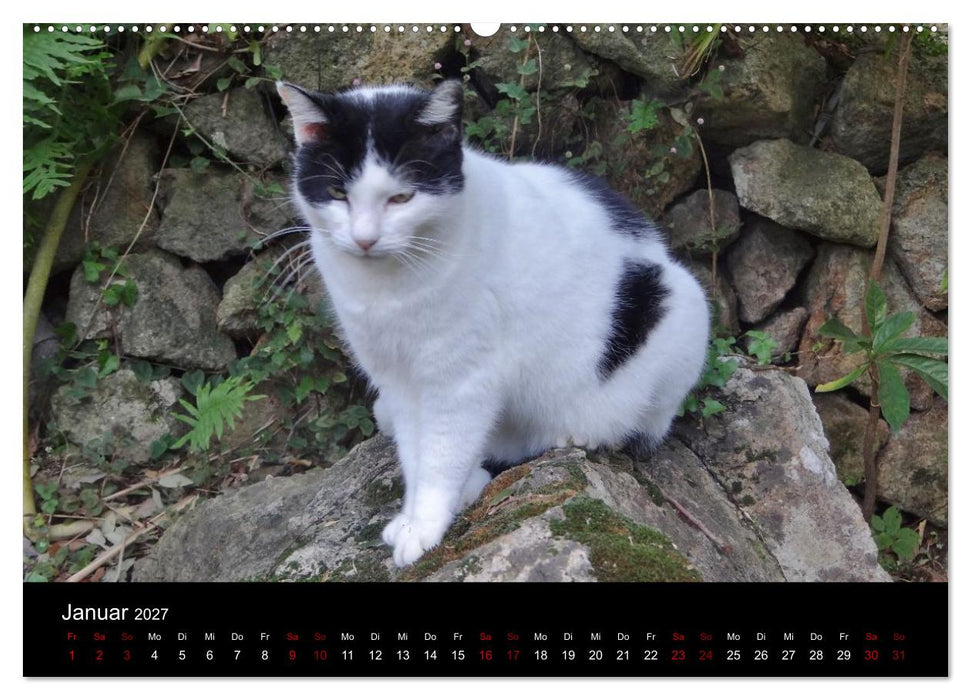 Katzen auf der Welt (CALVENDO Premium Wandkalender 2027)
