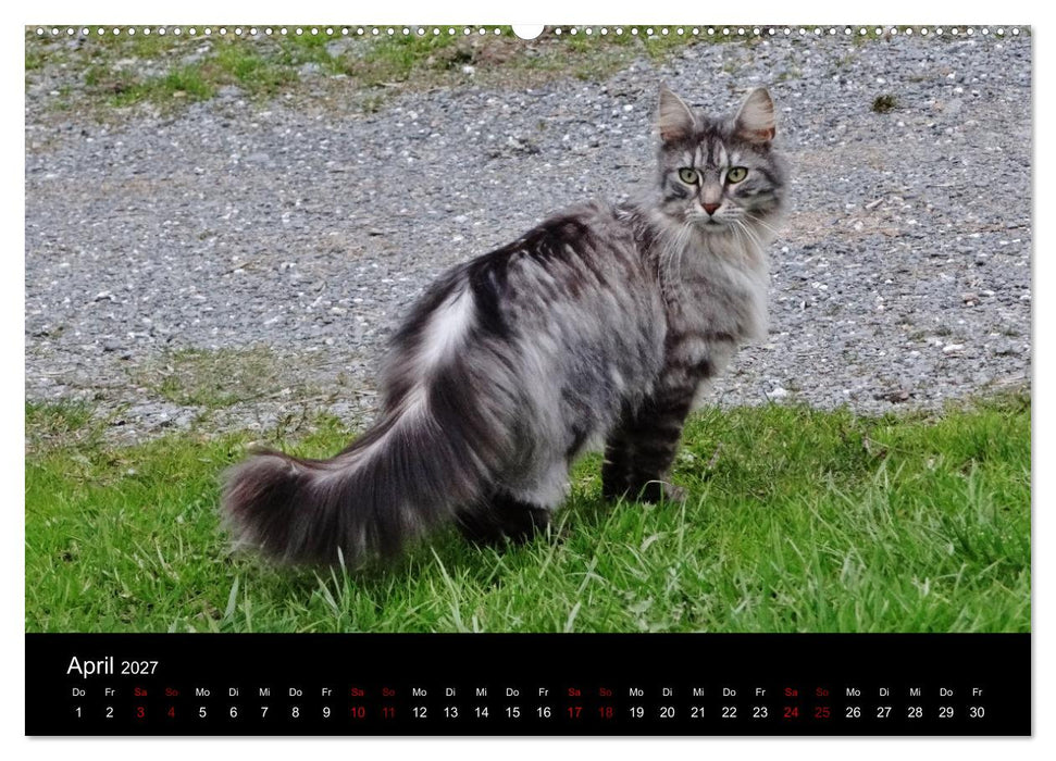 Katzen auf der Welt (CALVENDO Premium Wandkalender 2027)
