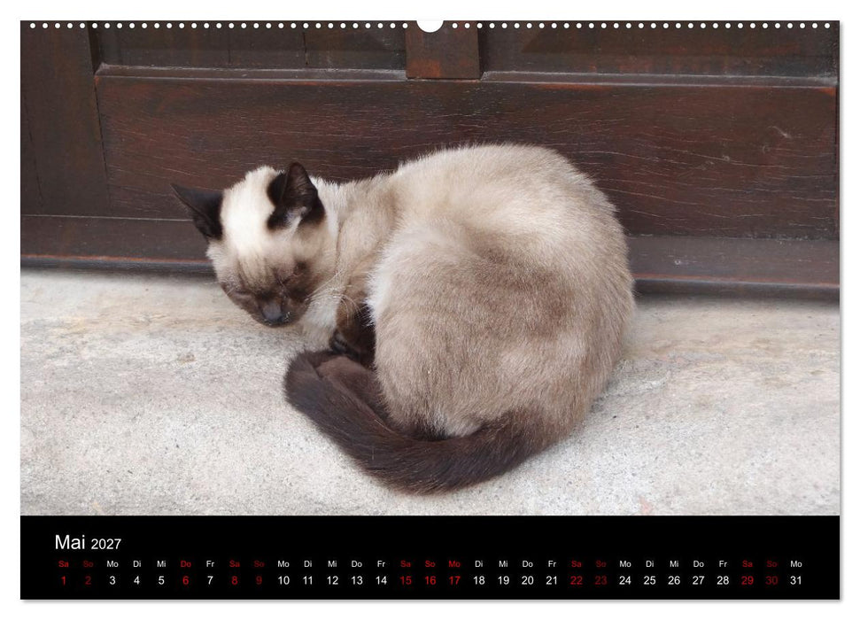 Katzen auf der Welt (CALVENDO Premium Wandkalender 2027)