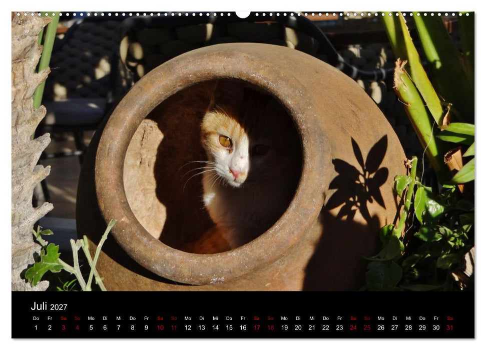 Katzen auf der Welt (CALVENDO Premium Wandkalender 2027)
