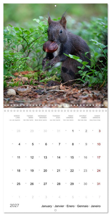 Too cute to be wild (CALVENDO Monthly Calendar 2027)