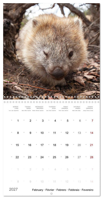 Too cute to be wild (CALVENDO Monthly Calendar 2027)