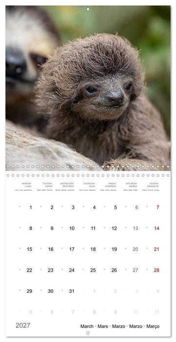 Too cute to be wild (CALVENDO Monthly Calendar 2027)