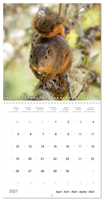 Too cute to be wild (CALVENDO Monthly Calendar 2027)