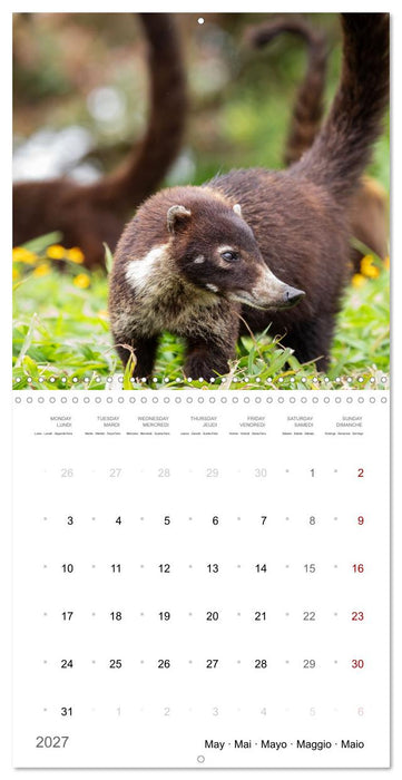 Too cute to be wild (CALVENDO Monthly Calendar 2027)