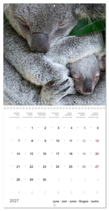 Too cute to be wild (CALVENDO Monthly Calendar 2027)