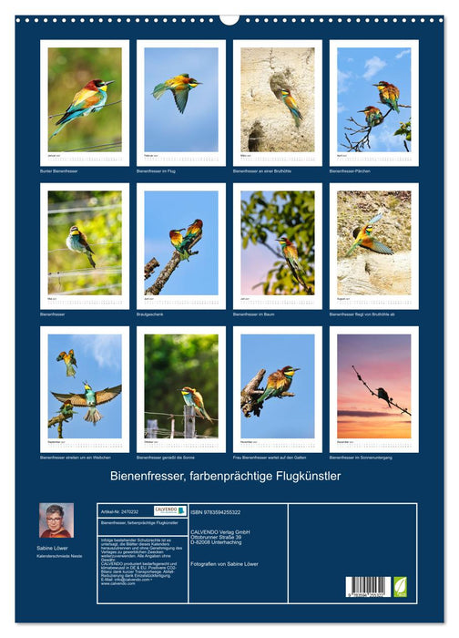 Bienenfresser, farbenprächtige Flugkünstler (CALVENDO Wandkalender 2027)