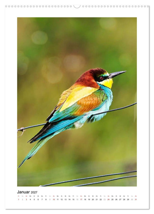 Bienenfresser, farbenprächtige Flugkünstler (CALVENDO Wandkalender 2027)