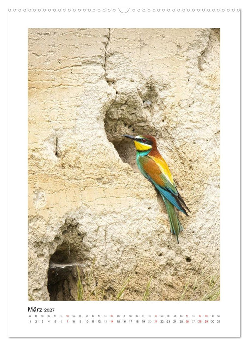 Bienenfresser, farbenprächtige Flugkünstler (CALVENDO Wandkalender 2027)