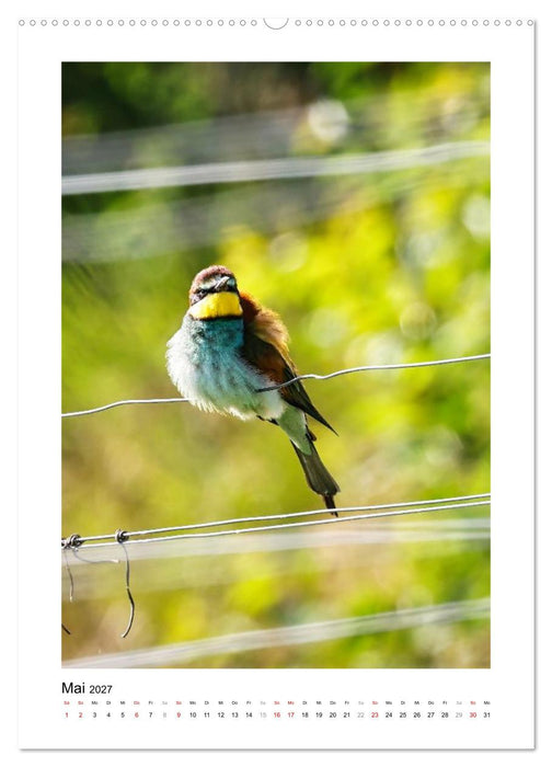Bienenfresser, farbenprächtige Flugkünstler (CALVENDO Wandkalender 2027)
