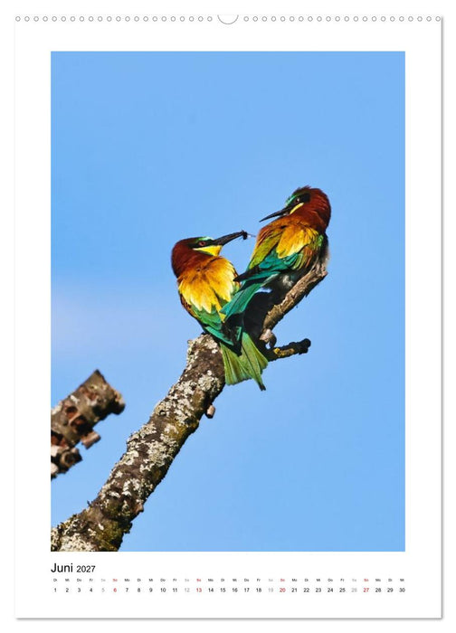 Bienenfresser, farbenprächtige Flugkünstler (CALVENDO Wandkalender 2027)