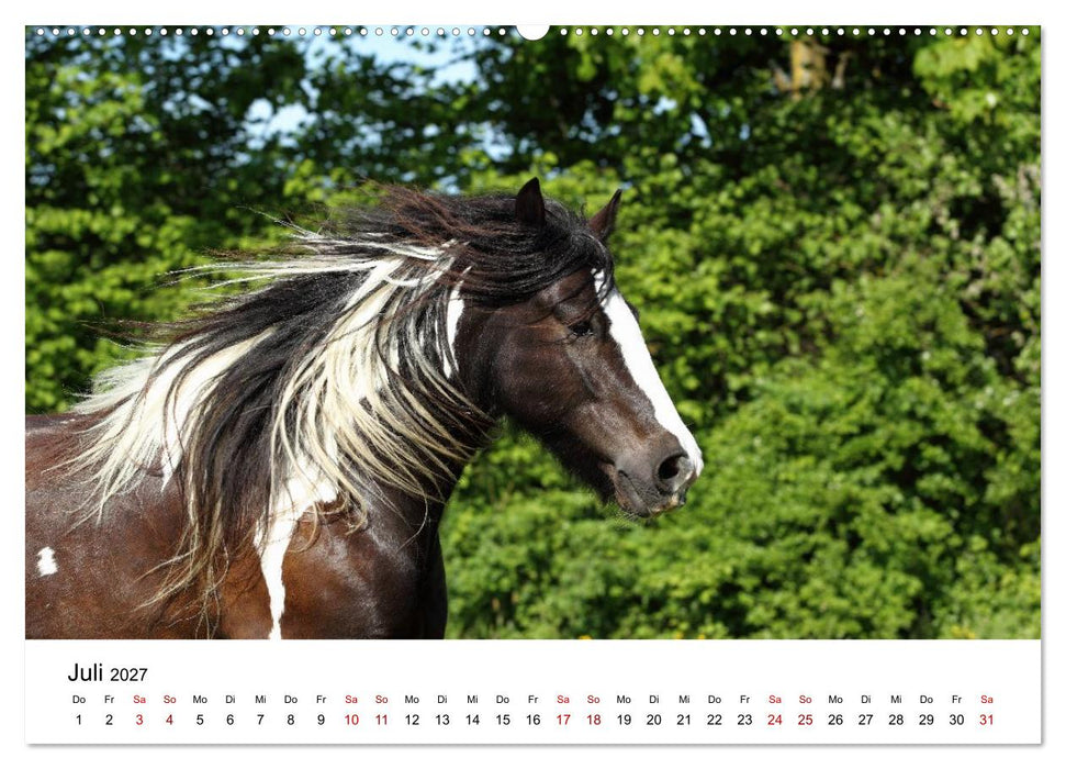 Pferde - im Galopp durch's Jahr 2027 (CALVENDO Premium Wandkalender 2027)