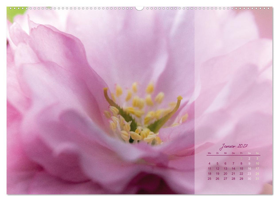 Pretty in Pink - Die Kirschblüte (CALVENDO Wandkalender 2027)