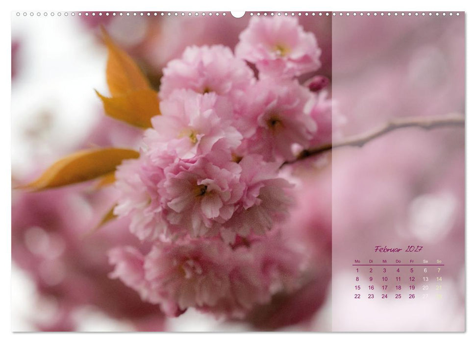 Pretty in Pink - Die Kirschblüte (CALVENDO Wandkalender 2027)
