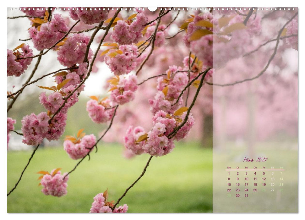 Pretty in Pink - Die Kirschblüte (CALVENDO Wandkalender 2027)