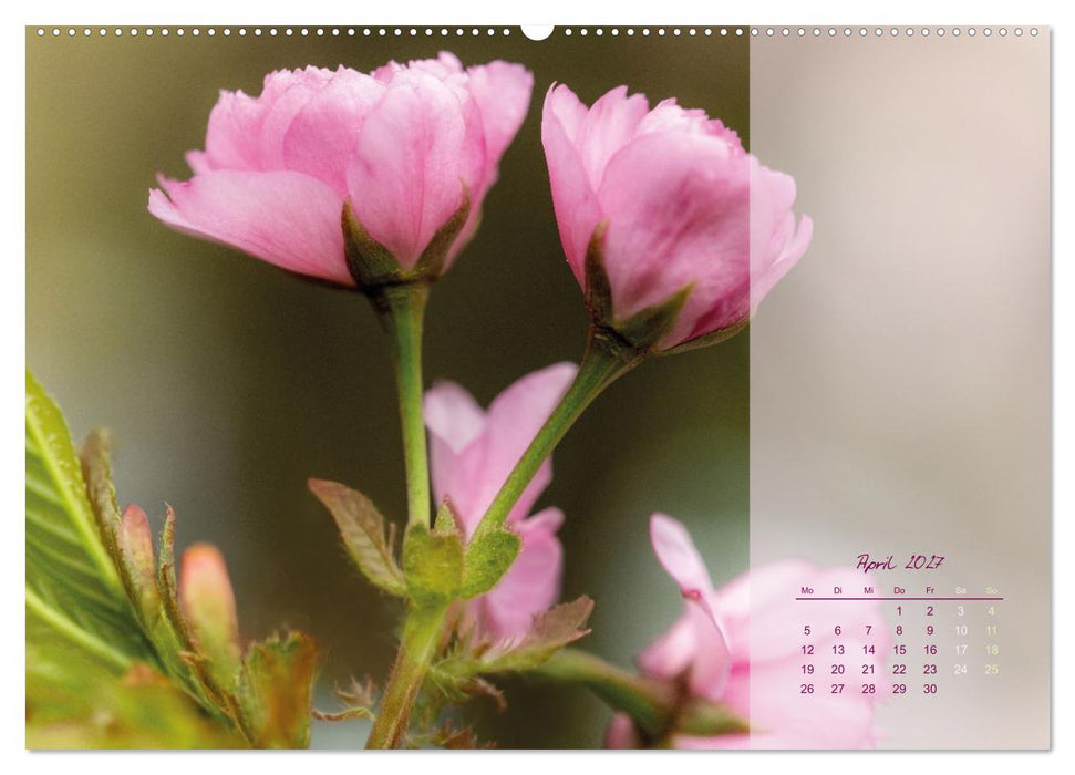 Pretty in Pink - Die Kirschblüte (CALVENDO Wandkalender 2027)