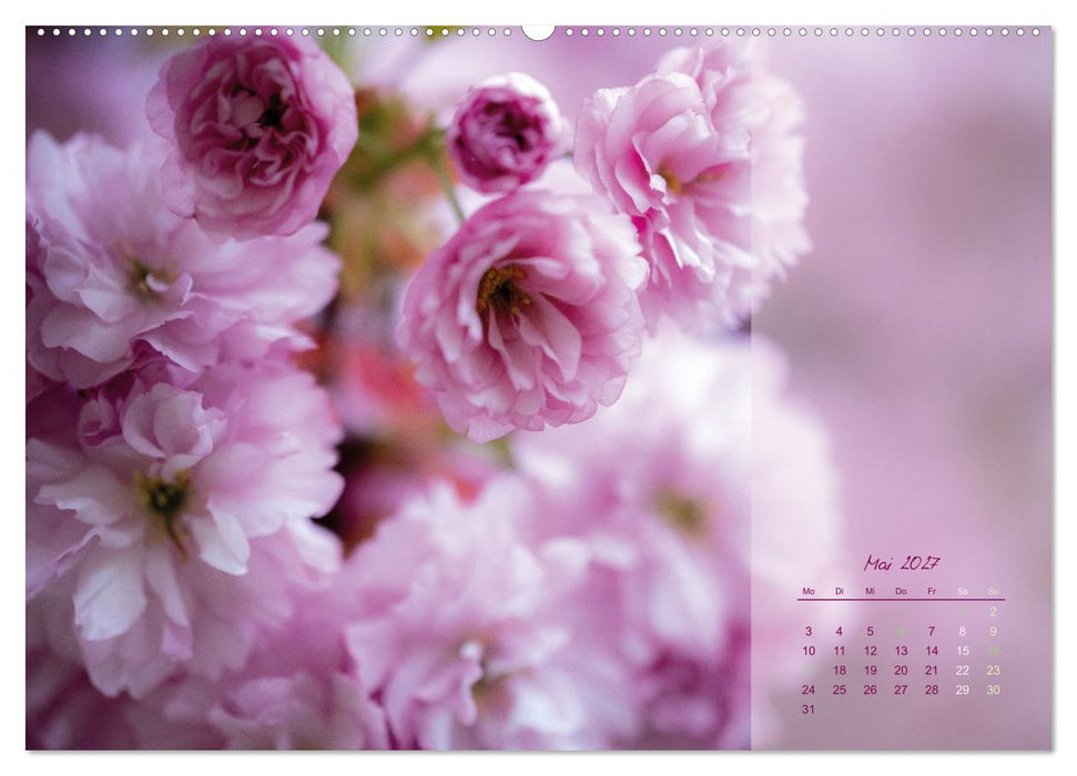 Pretty in Pink - Die Kirschblüte (CALVENDO Wandkalender 2027)