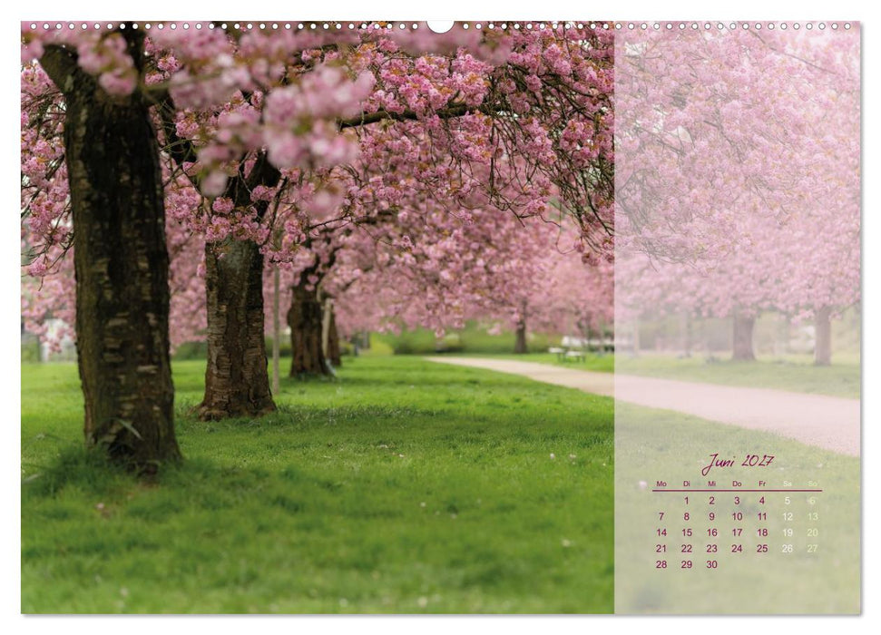 Pretty in Pink - Die Kirschblüte (CALVENDO Wandkalender 2027)
