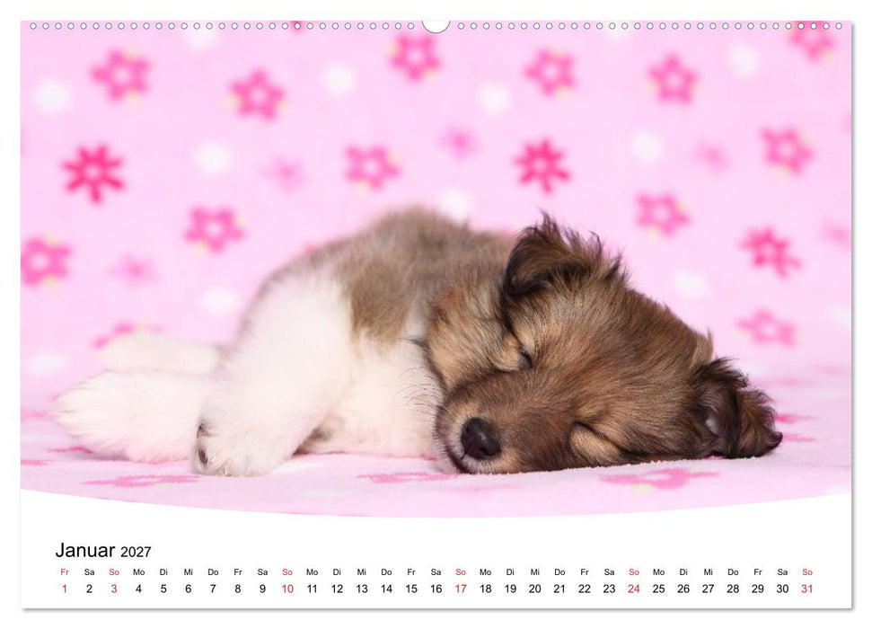 Süße Träume 2027 - schlafende Hundewelpen (CALVENDO Premium Wandkalender 2027)