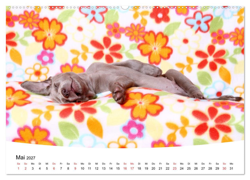 Süße Träume 2027 - schlafende Hundewelpen (CALVENDO Premium Wandkalender 2027)