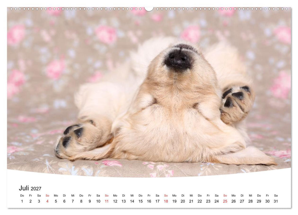 Süße Träume 2027 - schlafende Hundewelpen (CALVENDO Premium Wandkalender 2027)