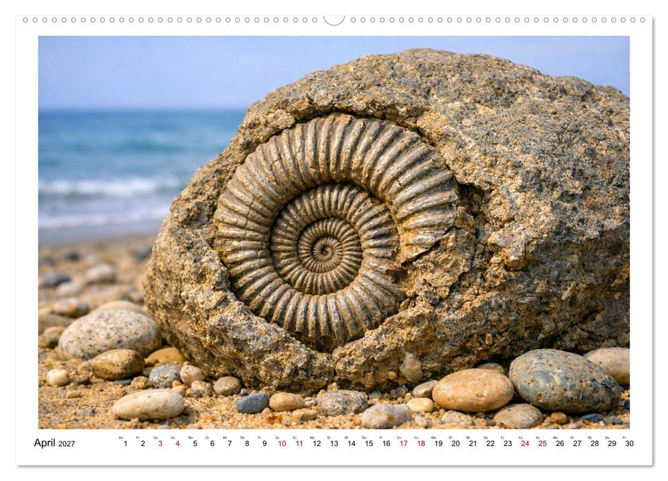 Verrückt nach Fossilien (CALVENDO Wandkalender 2027)