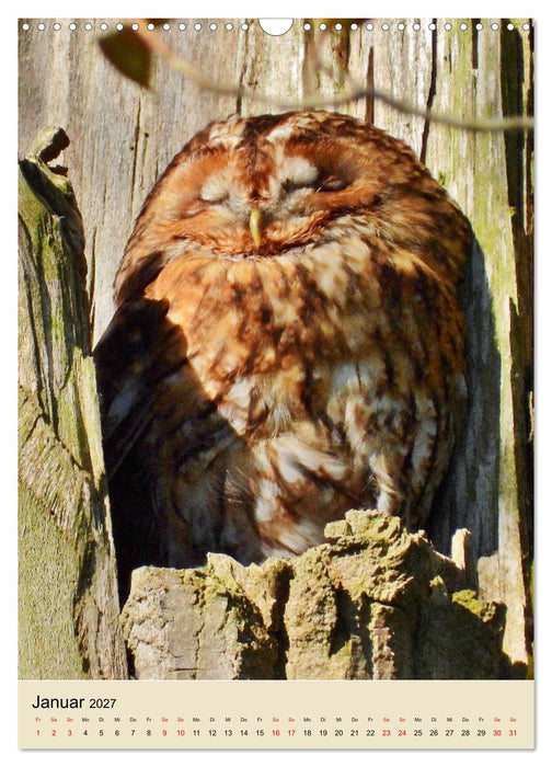Adler, Eule und Co - Gefiederte Jäger im Portrait (CALVENDO Wandkalender 2027)
