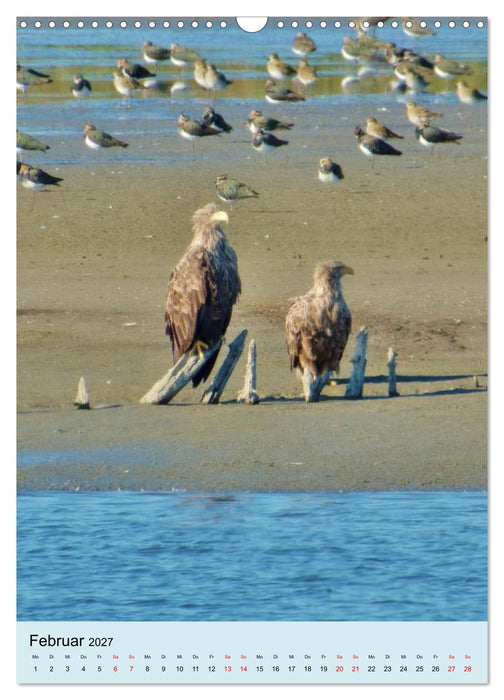 Adler, Eule und Co - Gefiederte Jäger im Portrait (CALVENDO Wandkalender 2027)