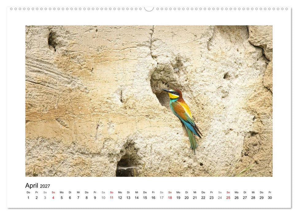 Bienenfresser, Poesie des Fliegens (CALVENDO Premium Wandkalender 2027)