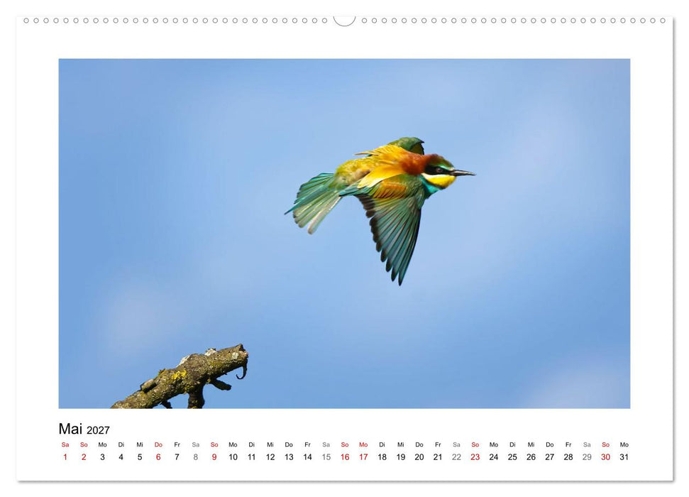 Bienenfresser, Poesie des Fliegens (CALVENDO Premium Wandkalender 2027)