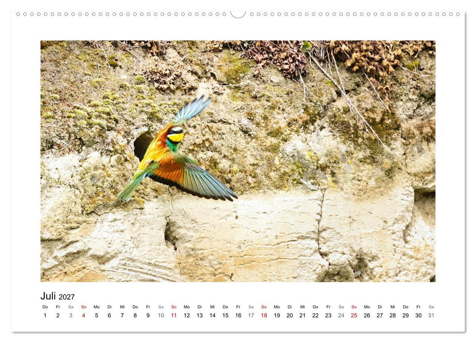 Bienenfresser, Poesie des Fliegens (CALVENDO Premium Wandkalender 2027)