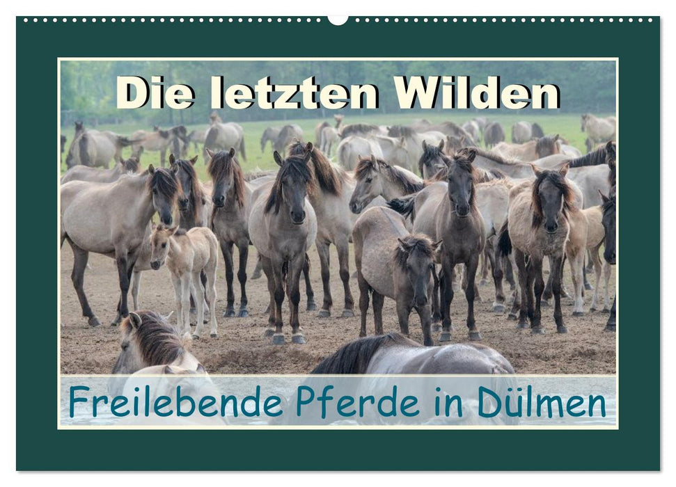Die letzten Wilden - freilebende Pferde in Dülmen (CALVENDO Wandkalender 2027)