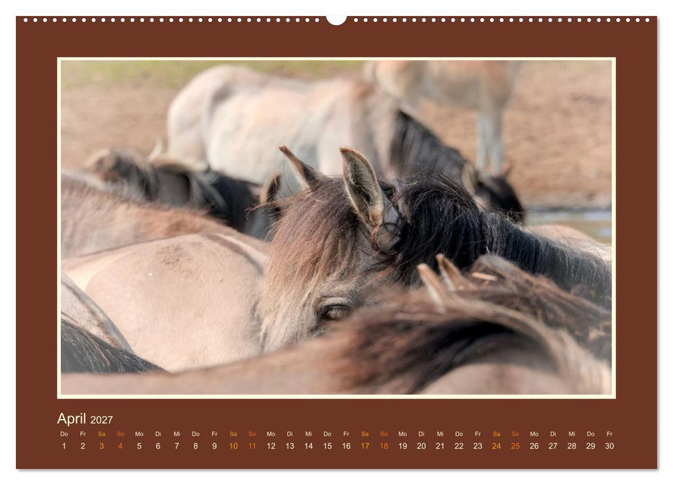 Die letzten Wilden - freilebende Pferde in Dülmen (CALVENDO Wandkalender 2027)