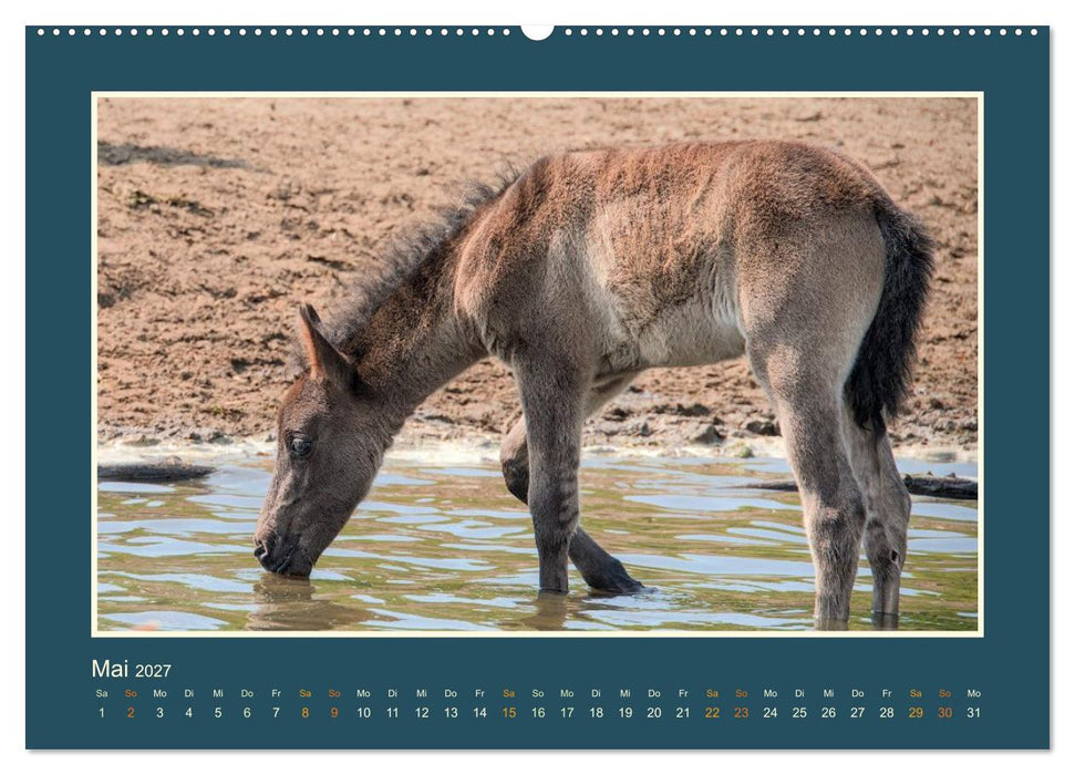 Die letzten Wilden - freilebende Pferde in Dülmen (CALVENDO Wandkalender 2027)