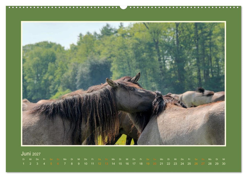 Die letzten Wilden - freilebende Pferde in Dülmen (CALVENDO Wandkalender 2027)