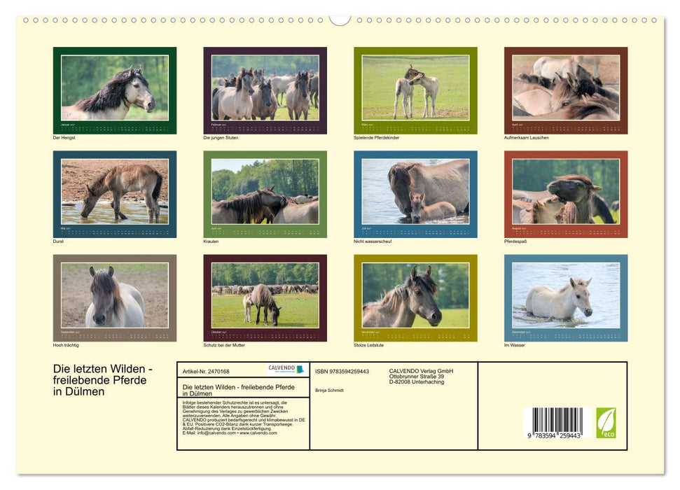 Die letzten Wilden - freilebende Pferde in Dülmen (CALVENDO Premium Wandkalender 2027)