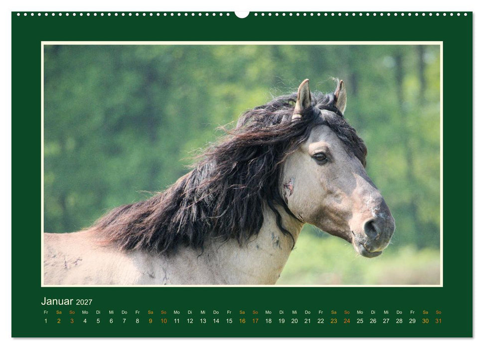 Die letzten Wilden - freilebende Pferde in Dülmen (CALVENDO Premium Wandkalender 2027)