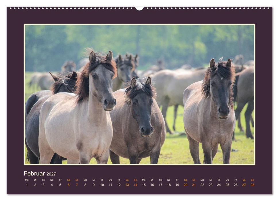 Die letzten Wilden - freilebende Pferde in Dülmen (CALVENDO Premium Wandkalender 2027)