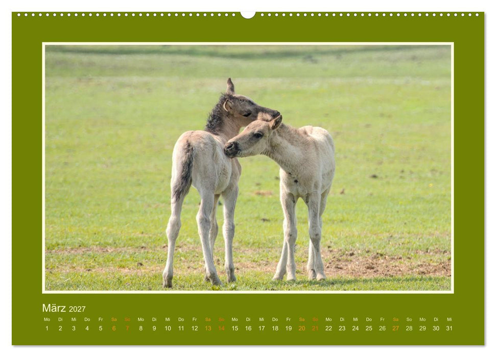 Die letzten Wilden - freilebende Pferde in Dülmen (CALVENDO Premium Wandkalender 2027)