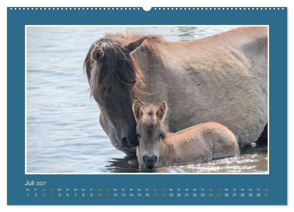 Die letzten Wilden - freilebende Pferde in Dülmen (CALVENDO Premium Wandkalender 2027)