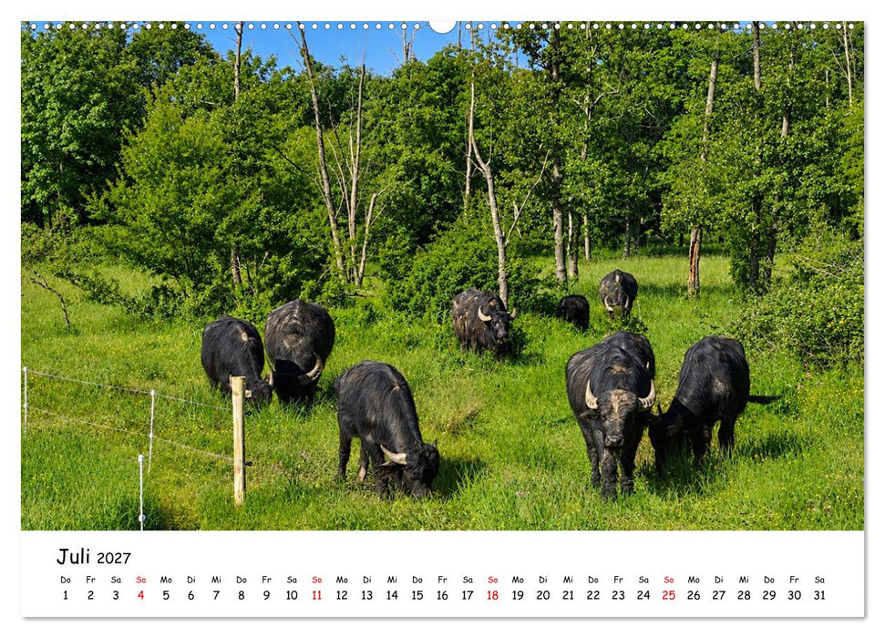 Erlensee und Wasserbüffel (CALVENDO Premium Wandkalender 2027)