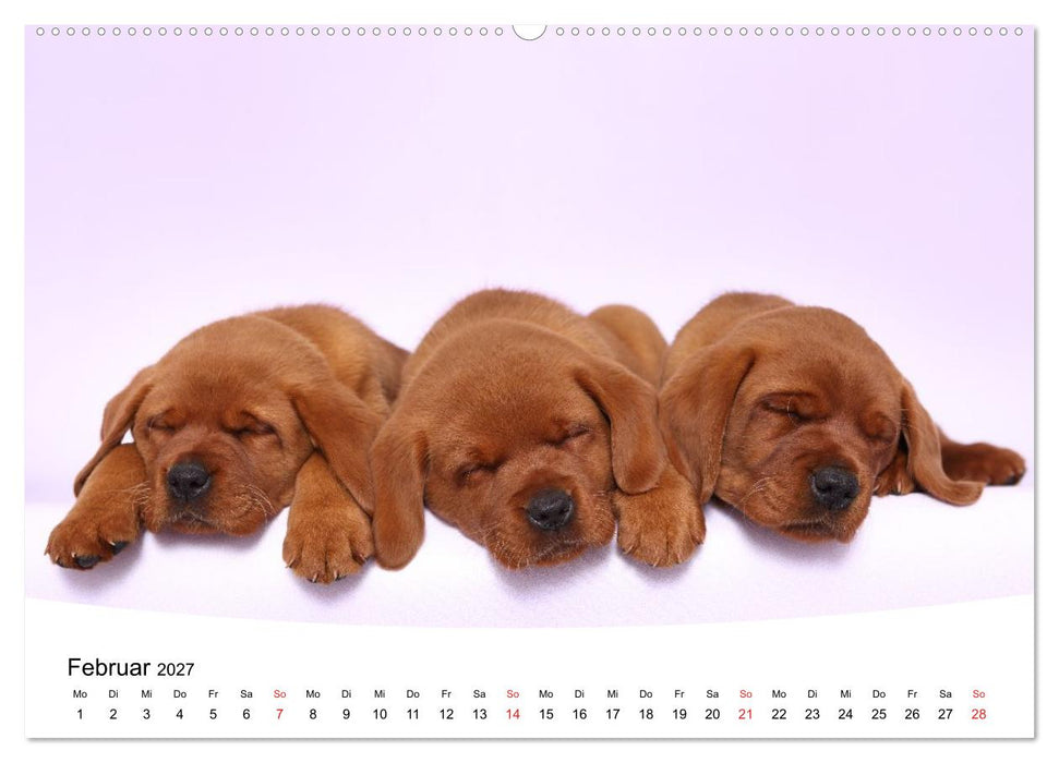 Süße Träume 2027 - schlafende Hundewelpen (CALVENDO Wandkalender 2027)