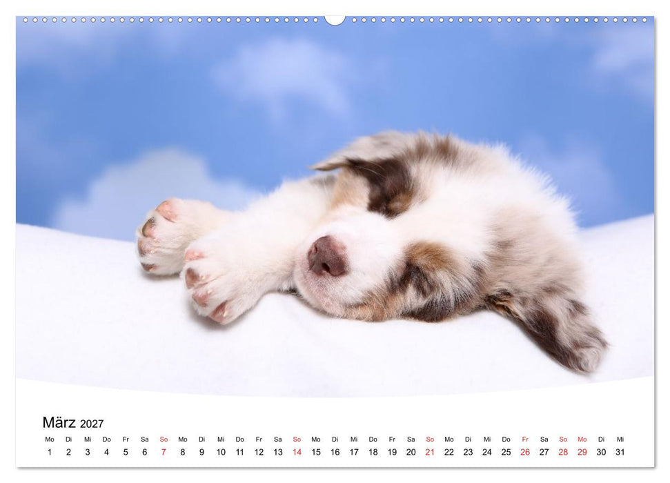 Süße Träume 2027 - schlafende Hundewelpen (CALVENDO Wandkalender 2027)