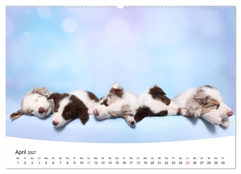 Süße Träume 2027 - schlafende Hundewelpen (CALVENDO Wandkalender 2027)