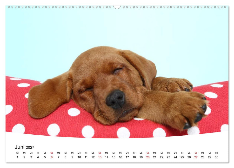 Süße Träume 2027 - schlafende Hundewelpen (CALVENDO Wandkalender 2027)