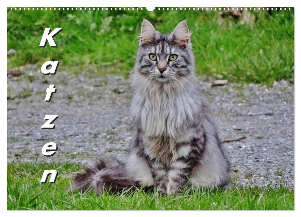 Katzen auf der Welt (CALVENDO Wandkalender 2027)