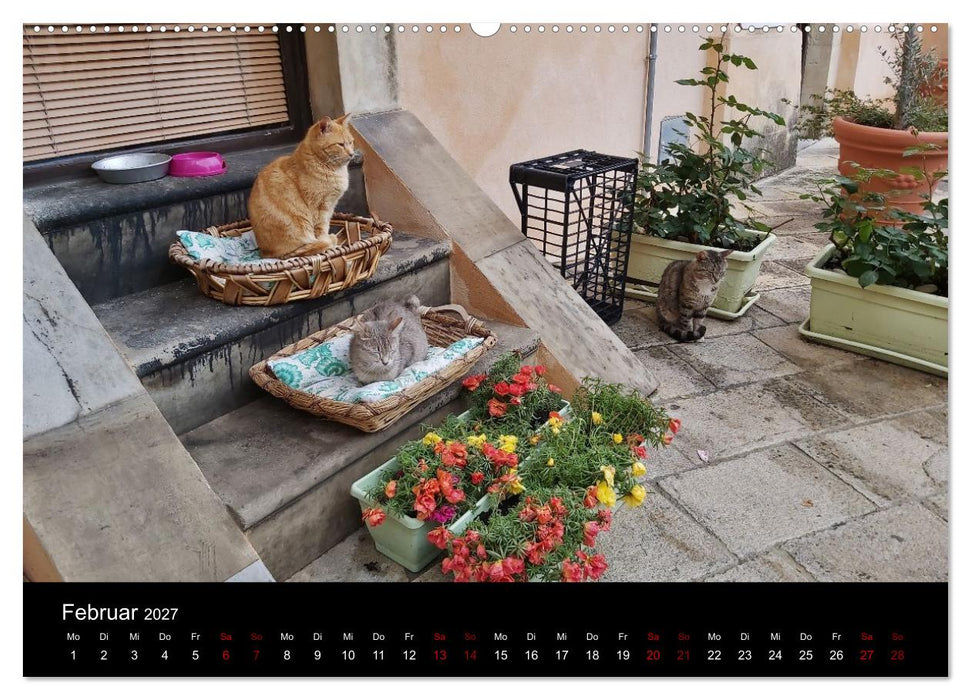 Katzen auf der Welt (CALVENDO Wandkalender 2027)